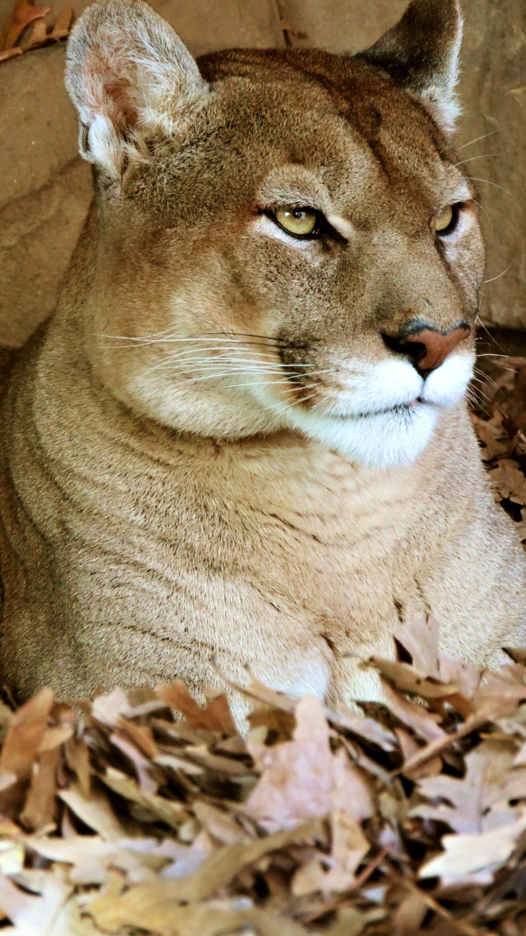1080x1920  Обои на телефон: Животные, Отдых, Кошки, Пума, 1168090 скачать картинку  бесплатно.