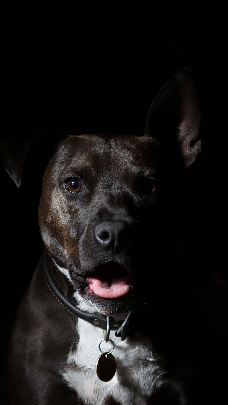 800x1420  Скачать 800x1420 американский стаффордширский терьер, собака, морда,  овчарка обои, картинки iphone se/5s/5c/5 for parallax