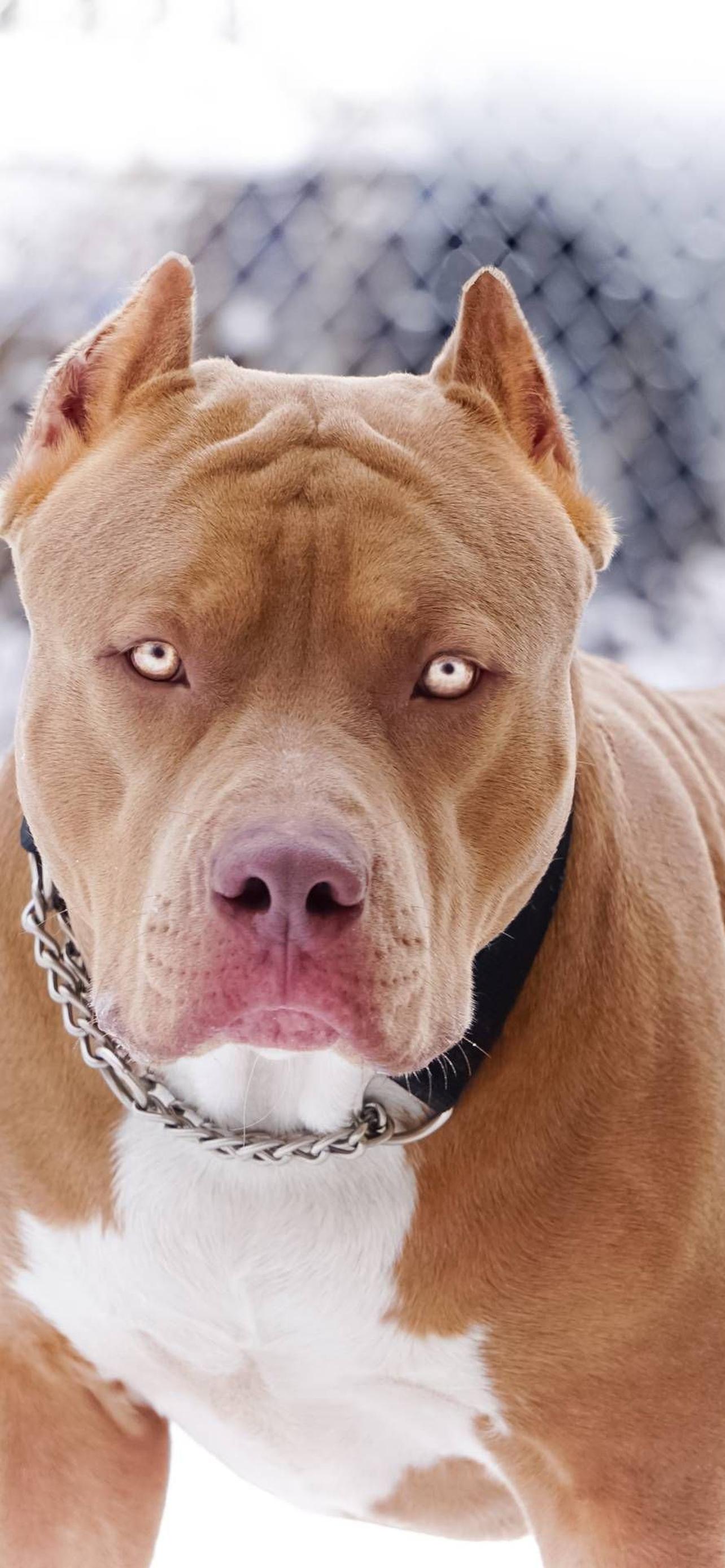 1284x2778  Амстафф обои на телефон [42+ изображений]