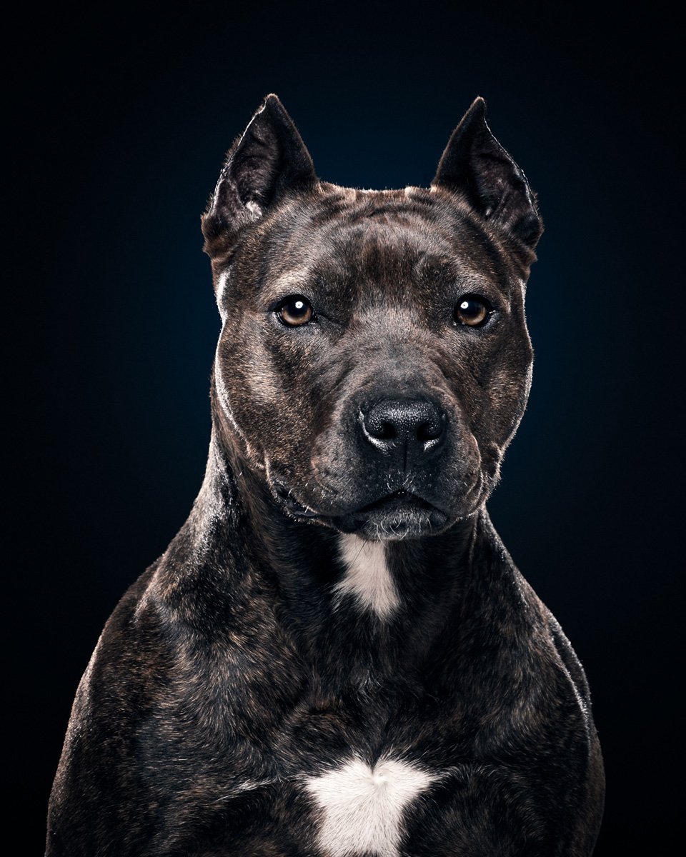 960x1200  Стаффордширский терьер арт - 67 фото