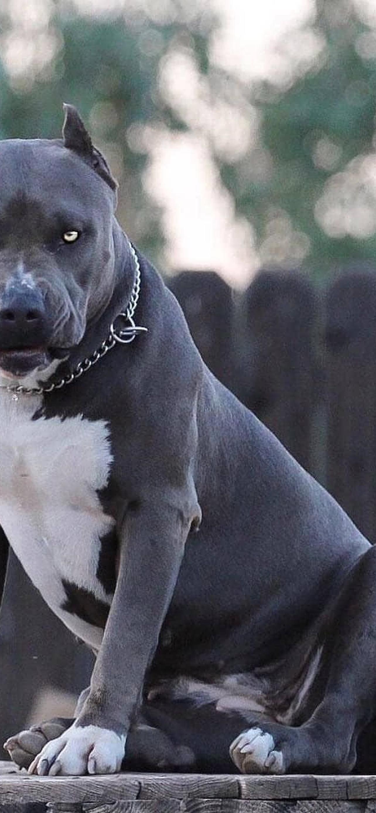 1284x2778  Амстафф обои на телефон [42+ изображений]