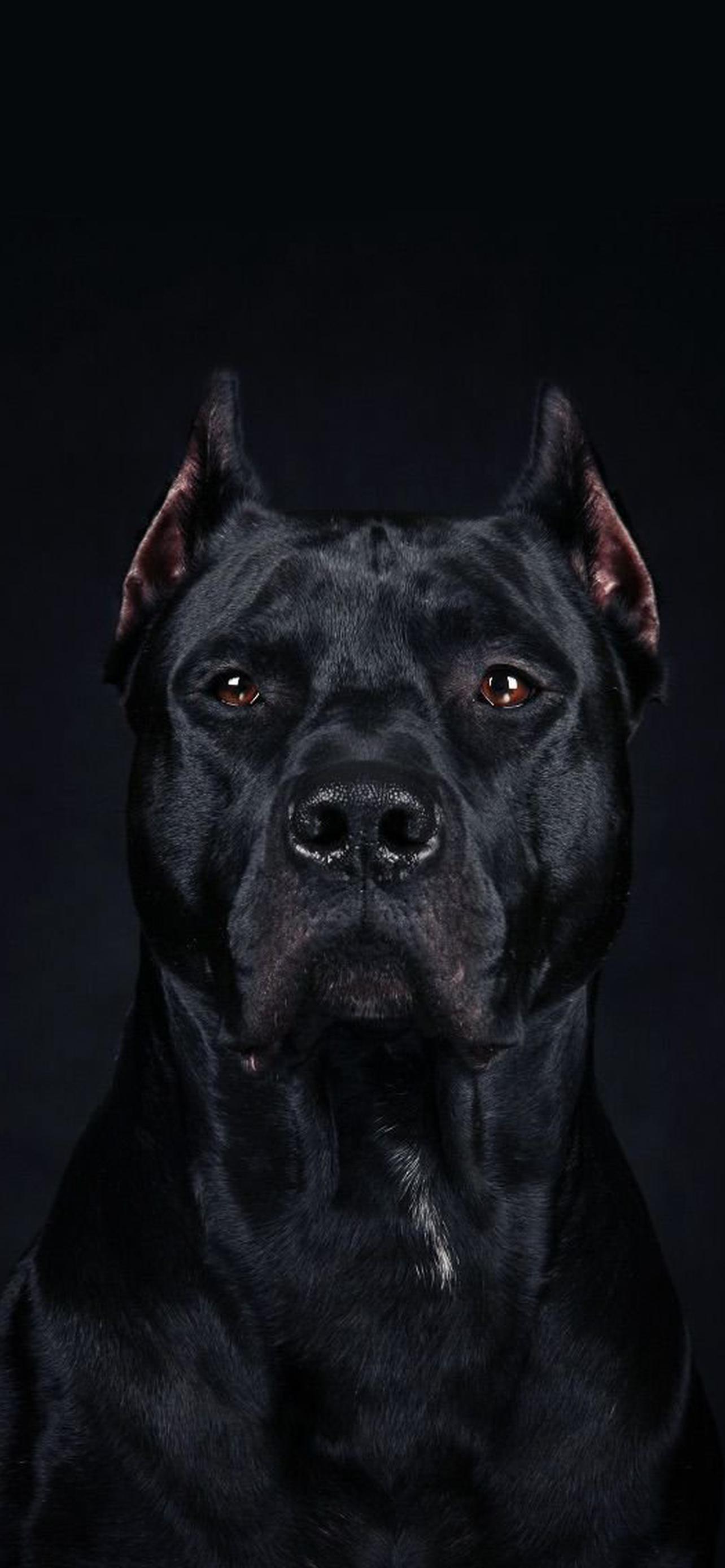 1284x2778  Амстафф обои на телефон [42+ изображений]