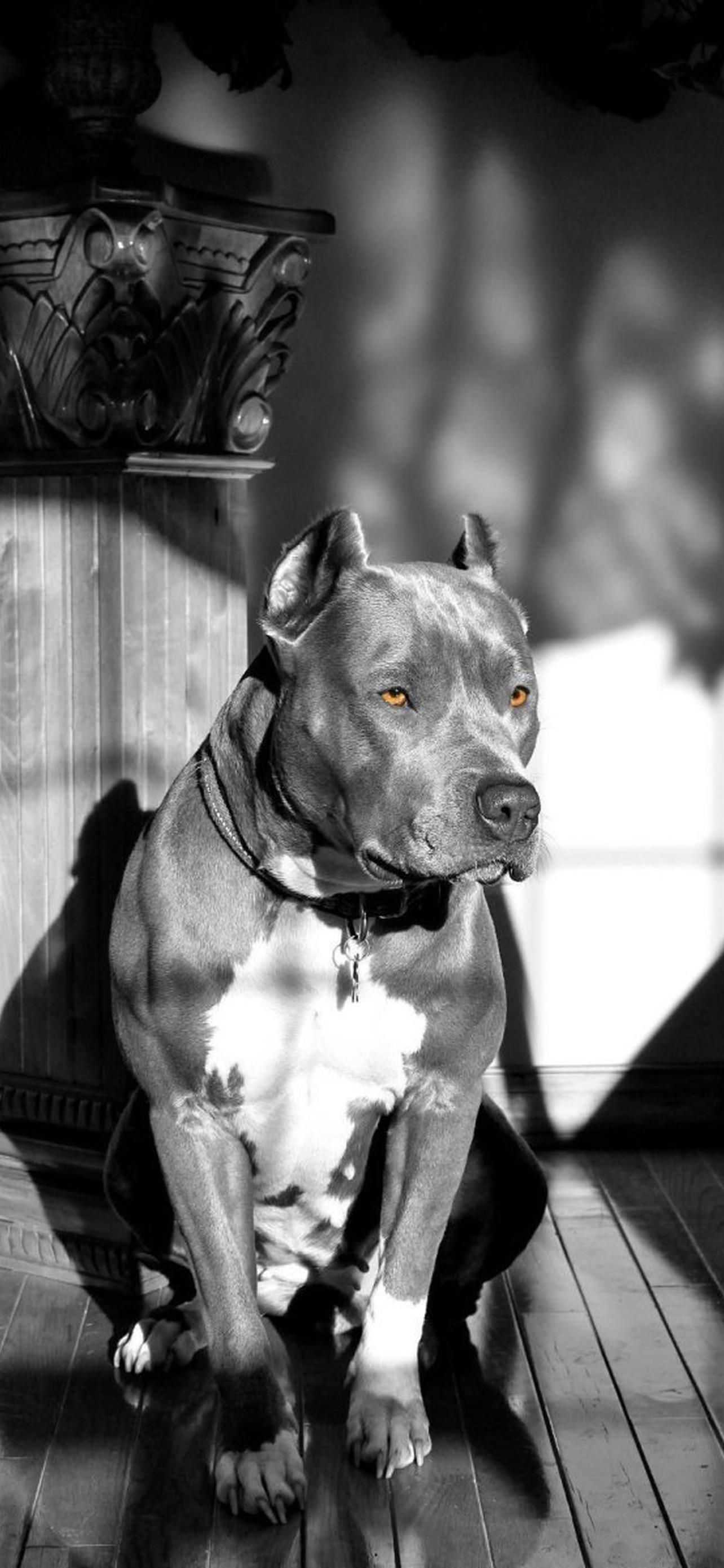 1284x2778  Амстафф обои на телефон [42+ изображений]