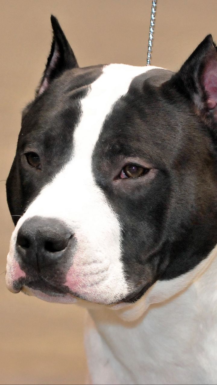 720x1280  Скачать 720x1280 стаффордширский терьер, собака, морда обои, картинки  samsung galaxy mini s3, s5, neo, alpha, sony xperia compact z1, z2, z3,  asus zenfone