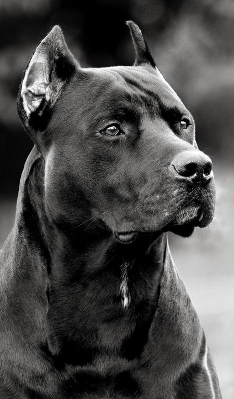 800x1360  Питбуль на телефон (63 фото) - картинки sobakovod.club