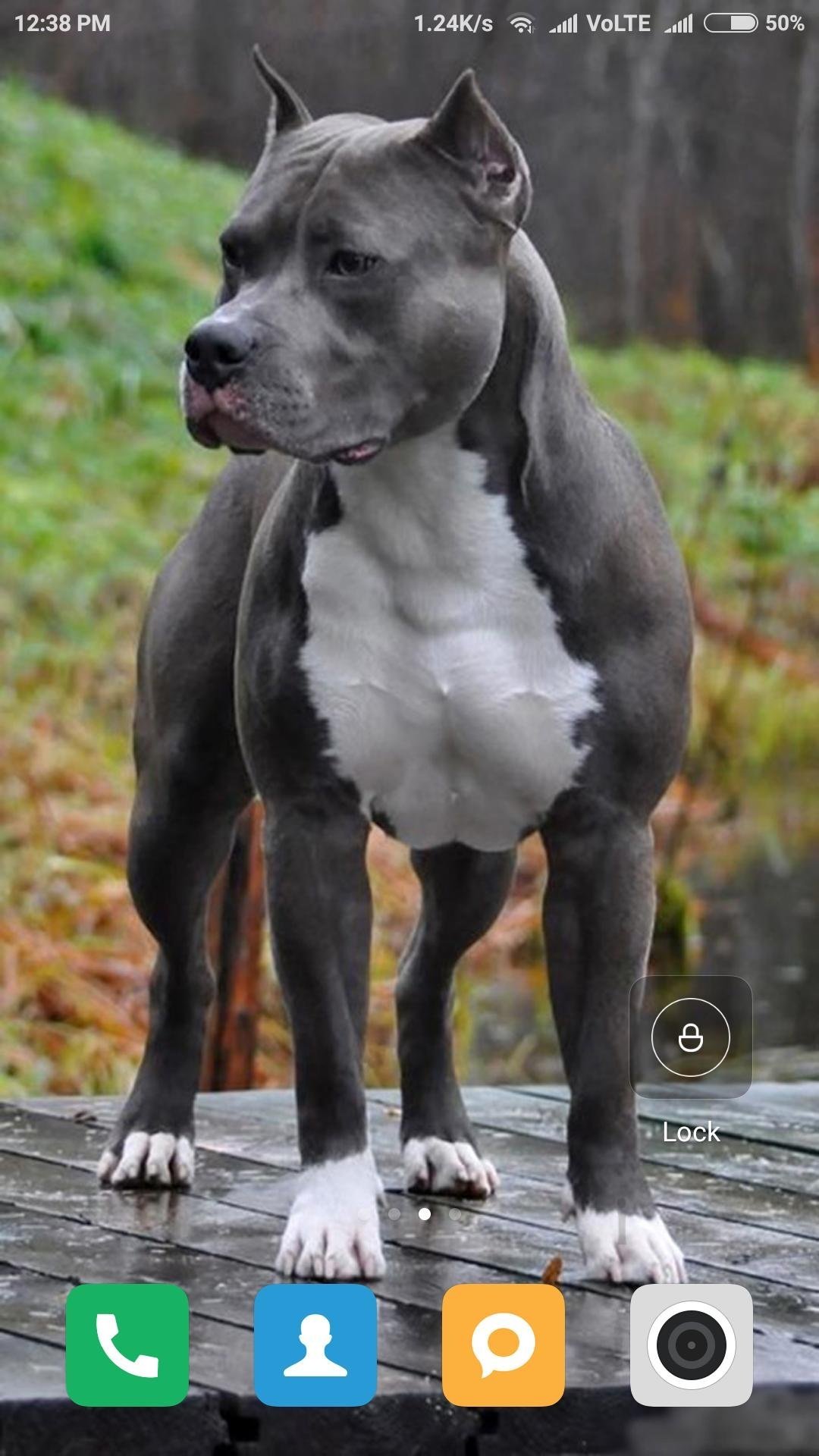 1080x1920  Серый стафф - 78 фото