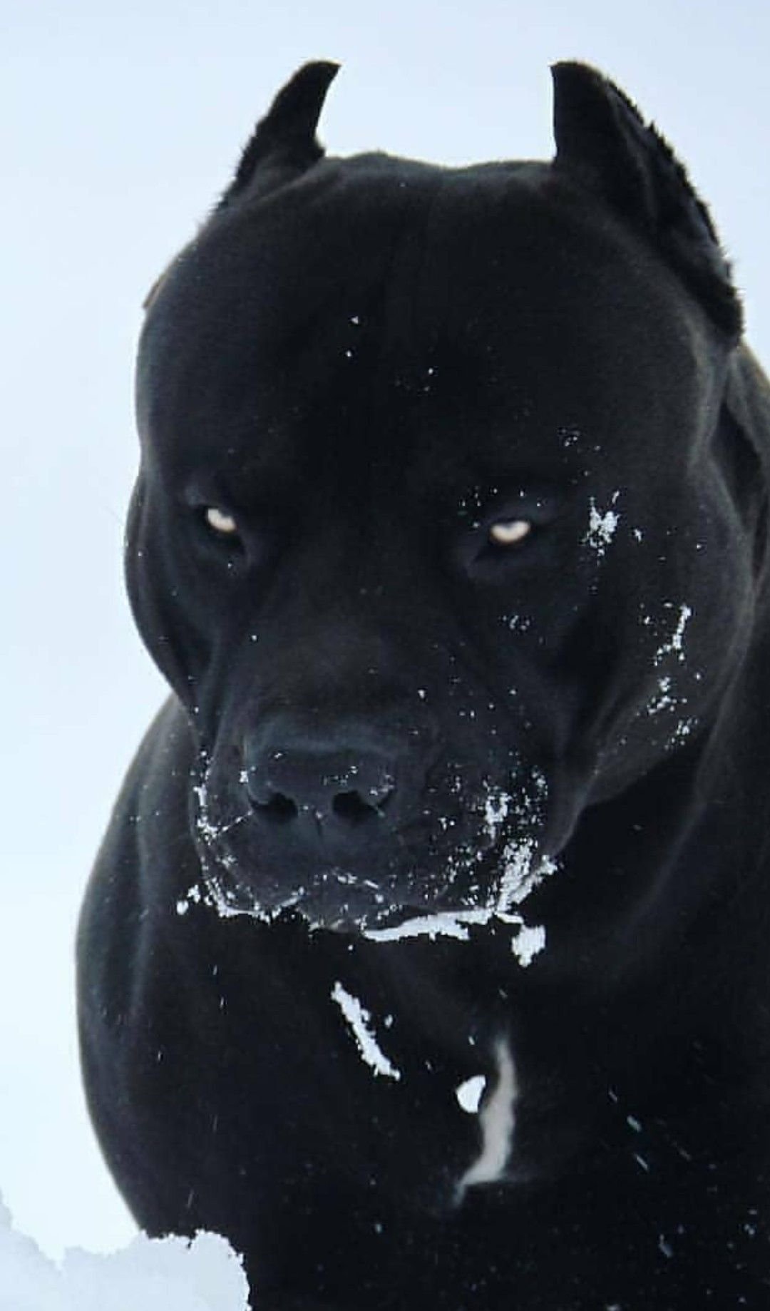 1080x1838  Питбуль черный - 73 фото