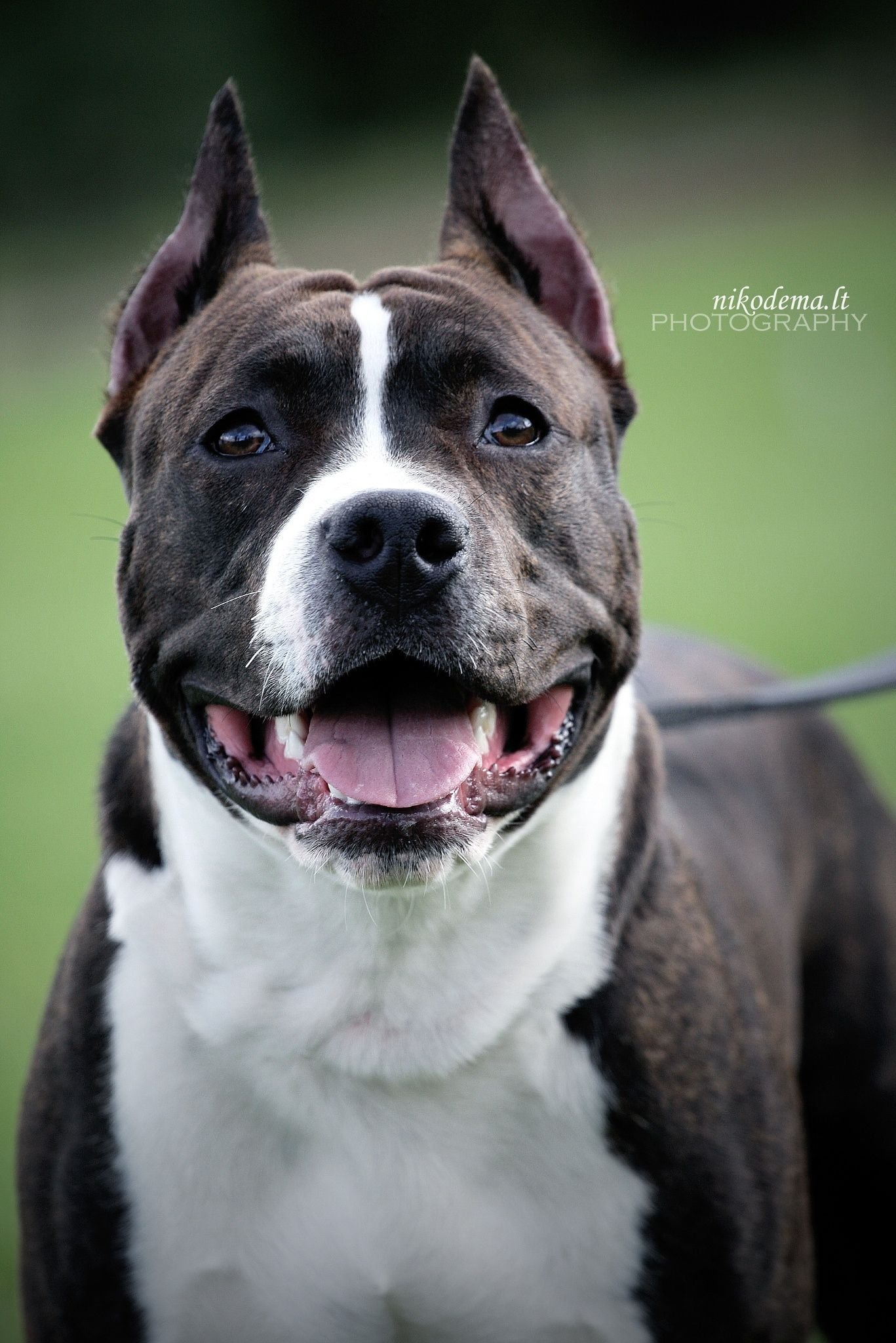 1367x2048  Стаффорд - 62 фото