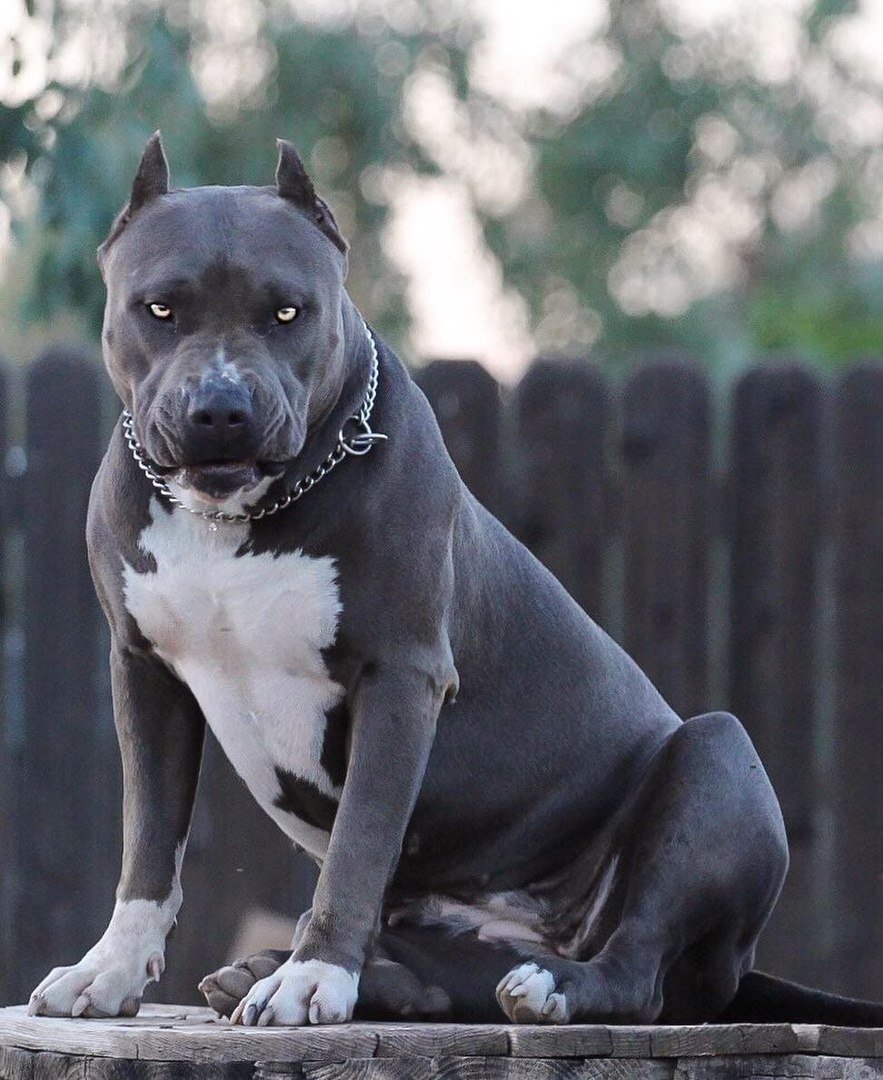 883x1080  Стаффорд порода собак - 69 фото