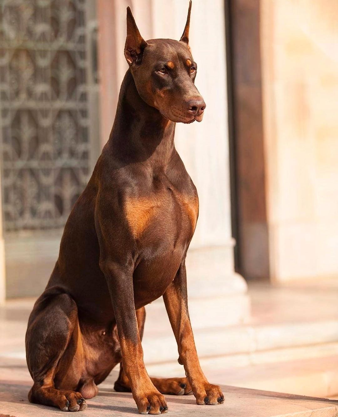1080x1332  Pin on Dobermann