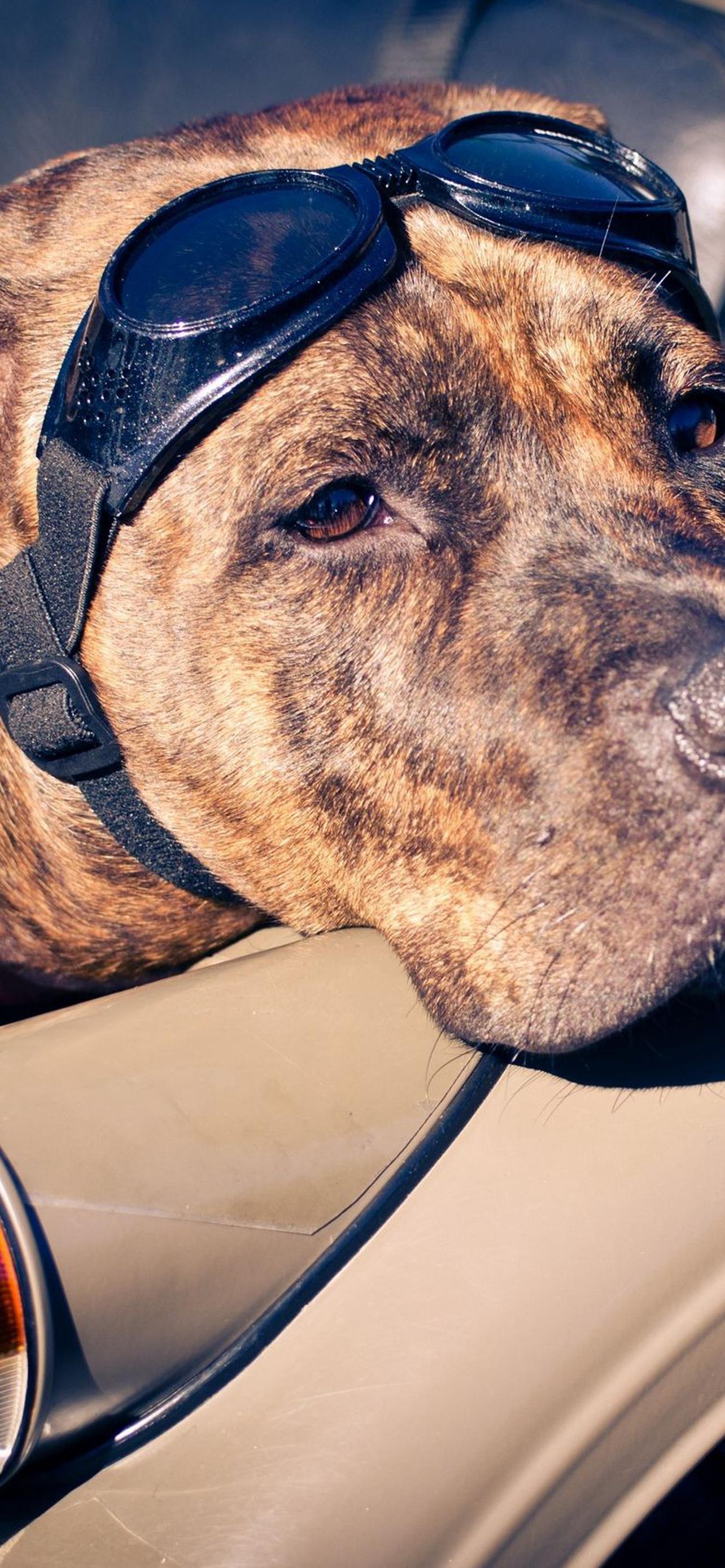 1284x2778  Амстафф обои на телефон [42+ изображений]