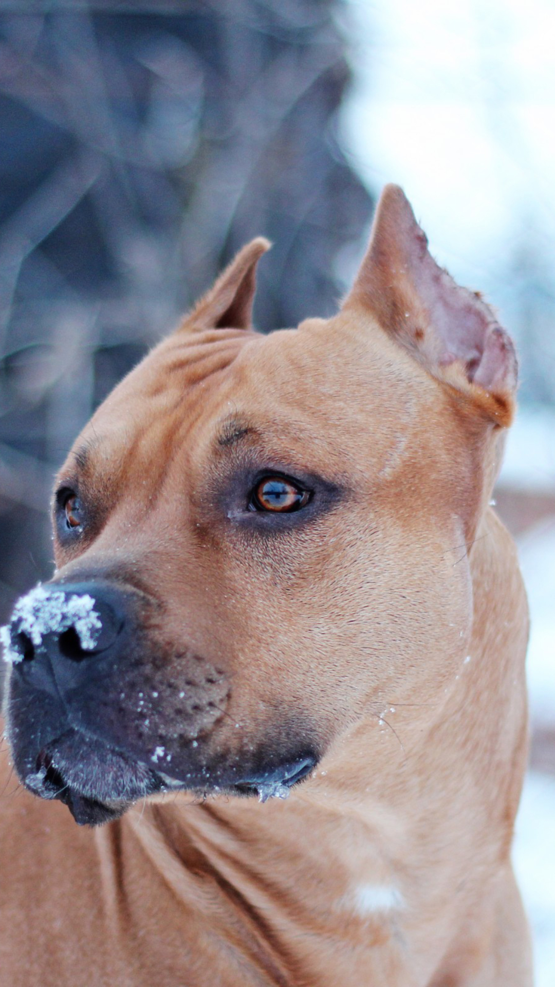 1080x1920  Обои стаффордширский, американский, бультерьер, раздел Животные, размер  2560x1600 Wide - скачать бесплатно картинку на рабочий стол и телефон