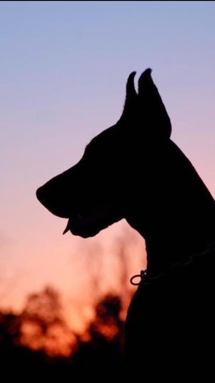 720x1280  Обои на телефон злые собаки - 60 фото