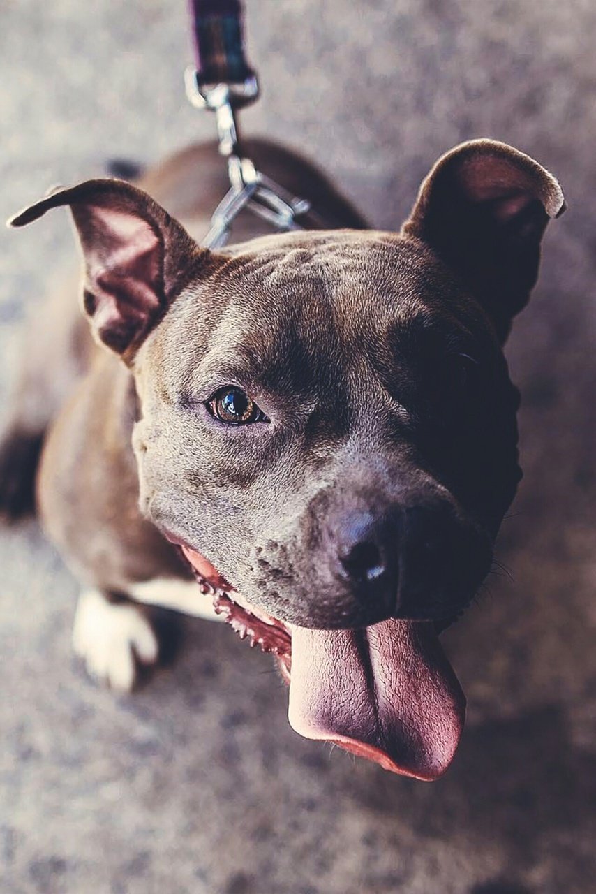 854x1280  Амстафф, питбуль и люди.. часть 1 | Пикабу