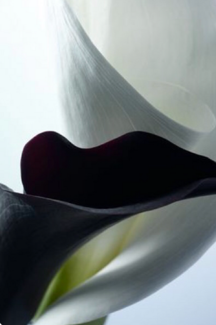 735x1102  Обои на телефон: Каллы, Цветы, Растение, Крупным Планом, Розовый, 155771  скачать картинку бесплатно.