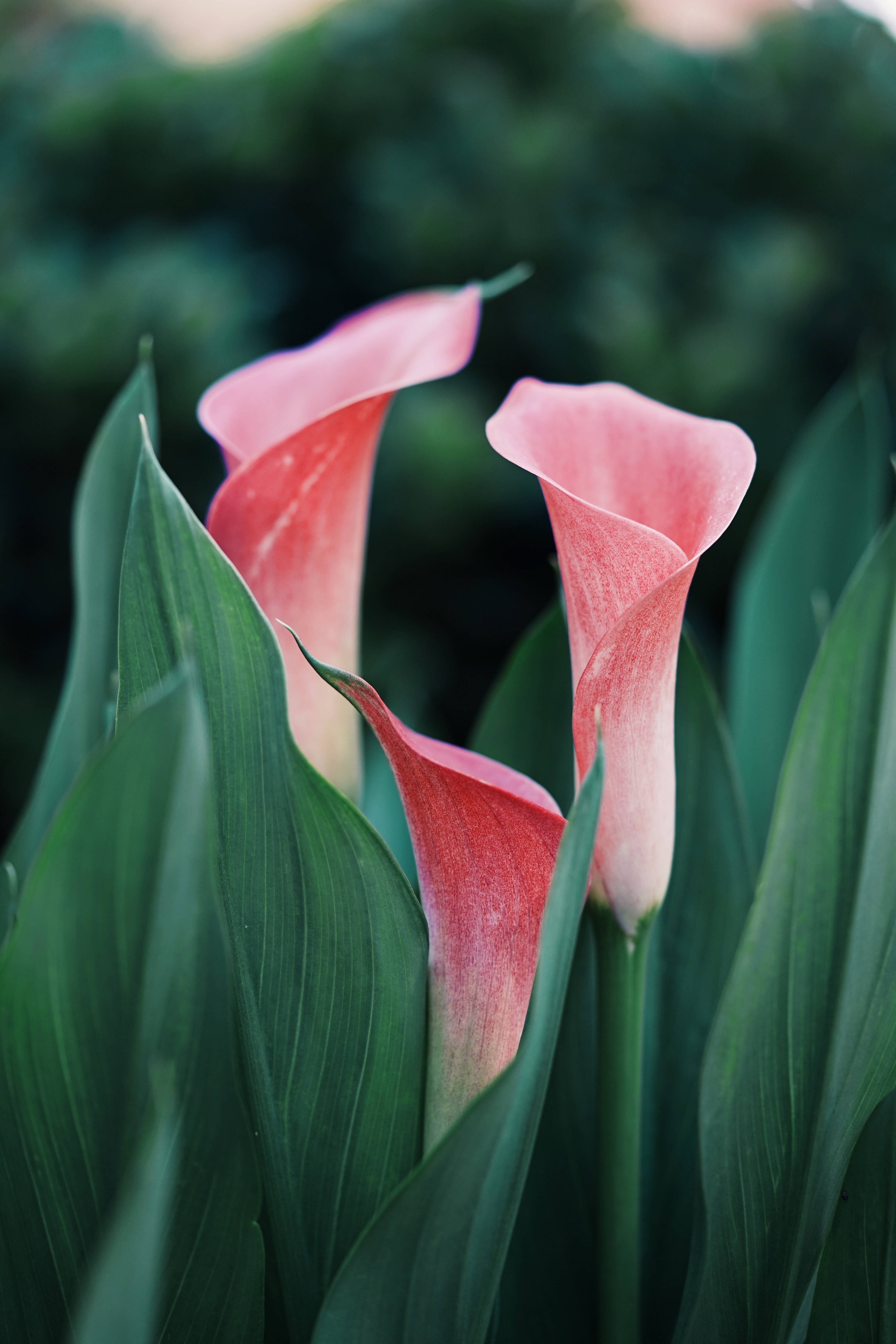 4000x6000  Beautiful flowers, Calla lily, Amazing flowers