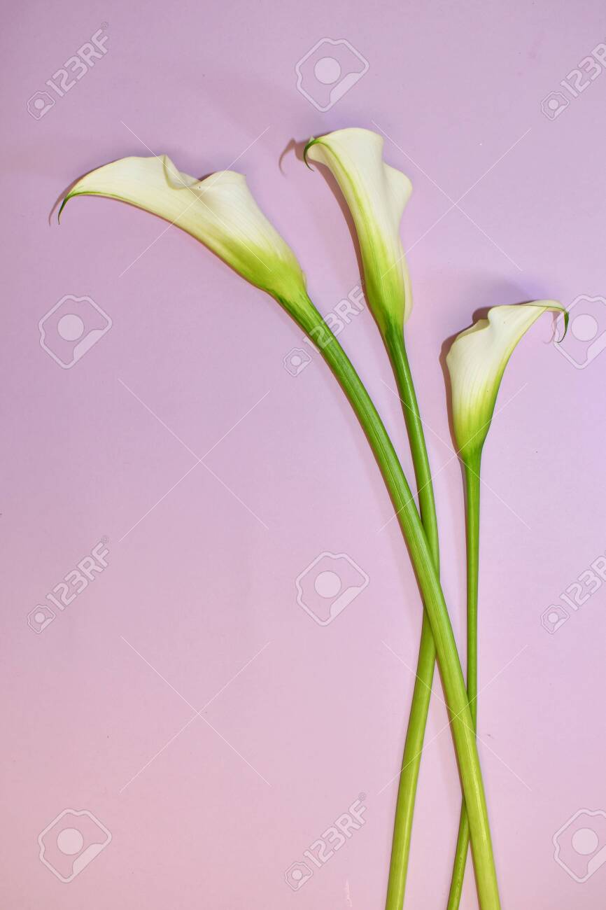 866x1300  Белые каллы - 74 фото