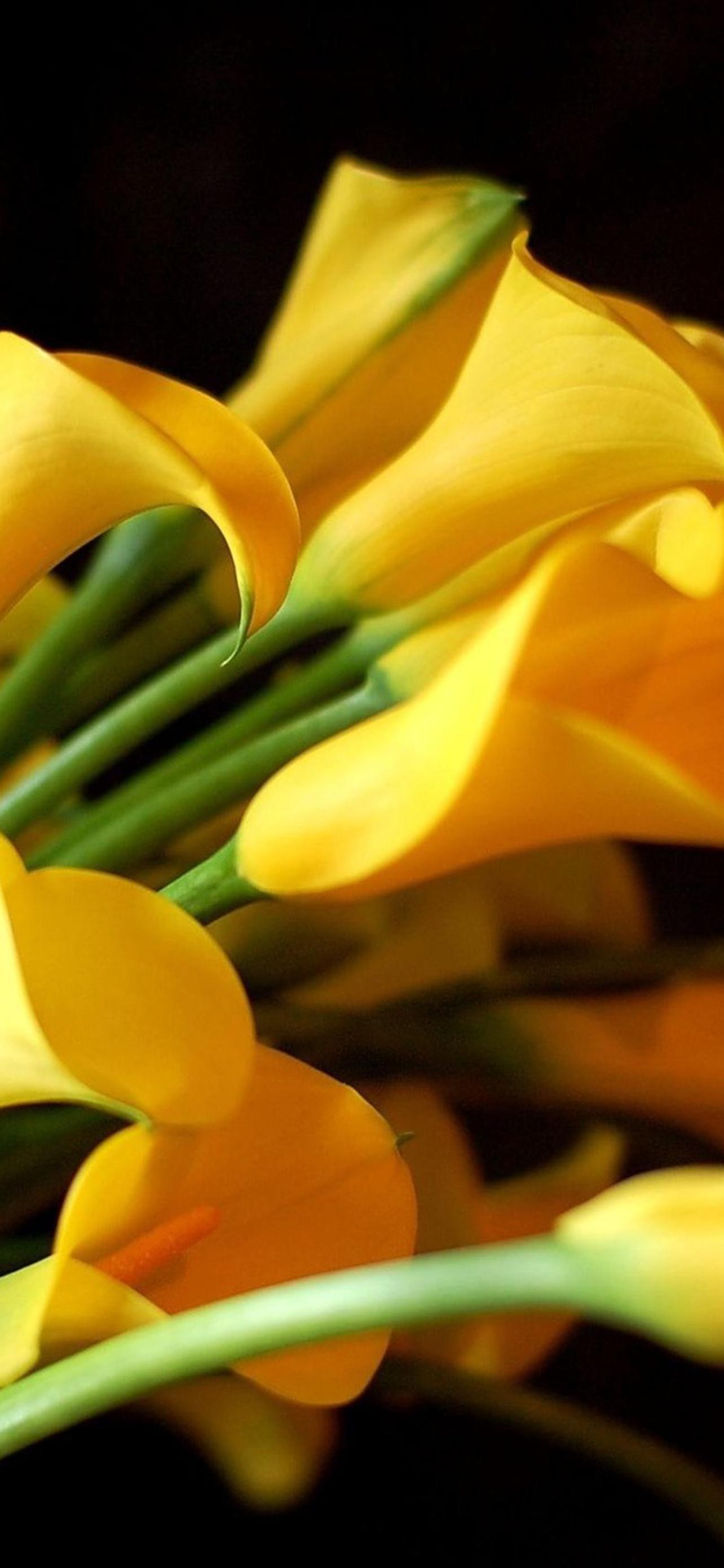 1284x2778  Фиолетовые каллы - 63 фото