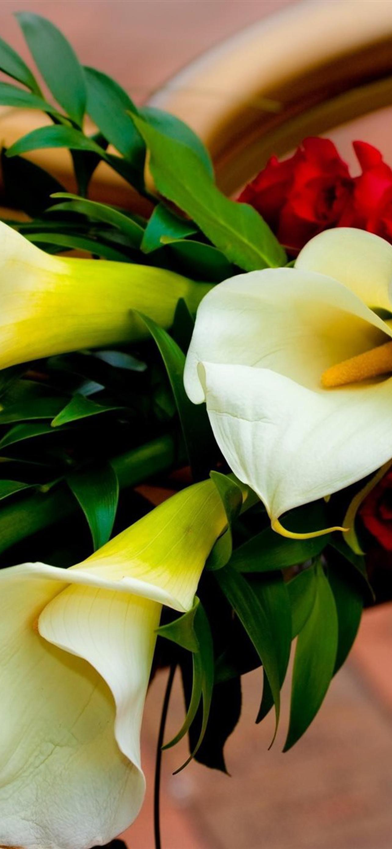 1284x2778  Цветы каллы картинки - 82 фото