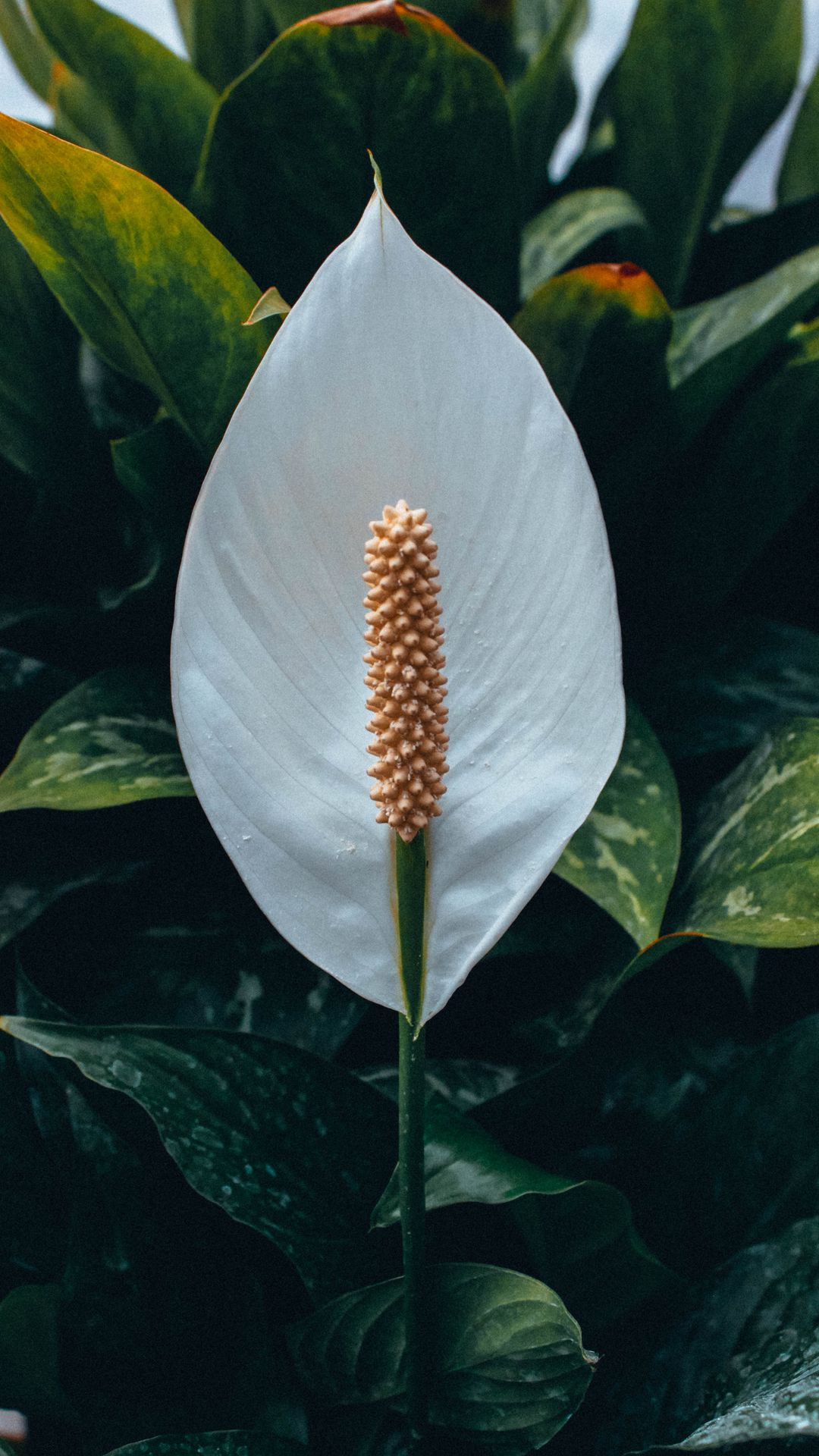 1080x1920  Каллы обои на телефон [46+ изображений]