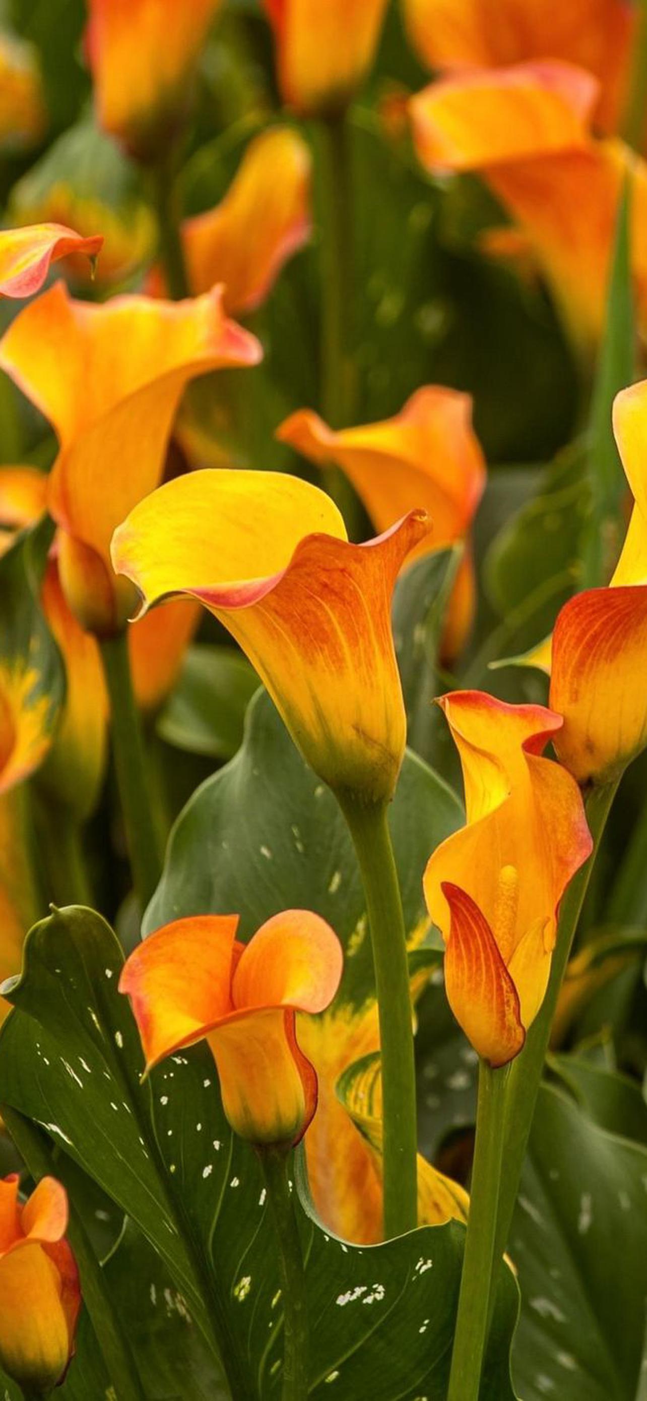 1284x2778  Каллы обои на телефон (26 фото)