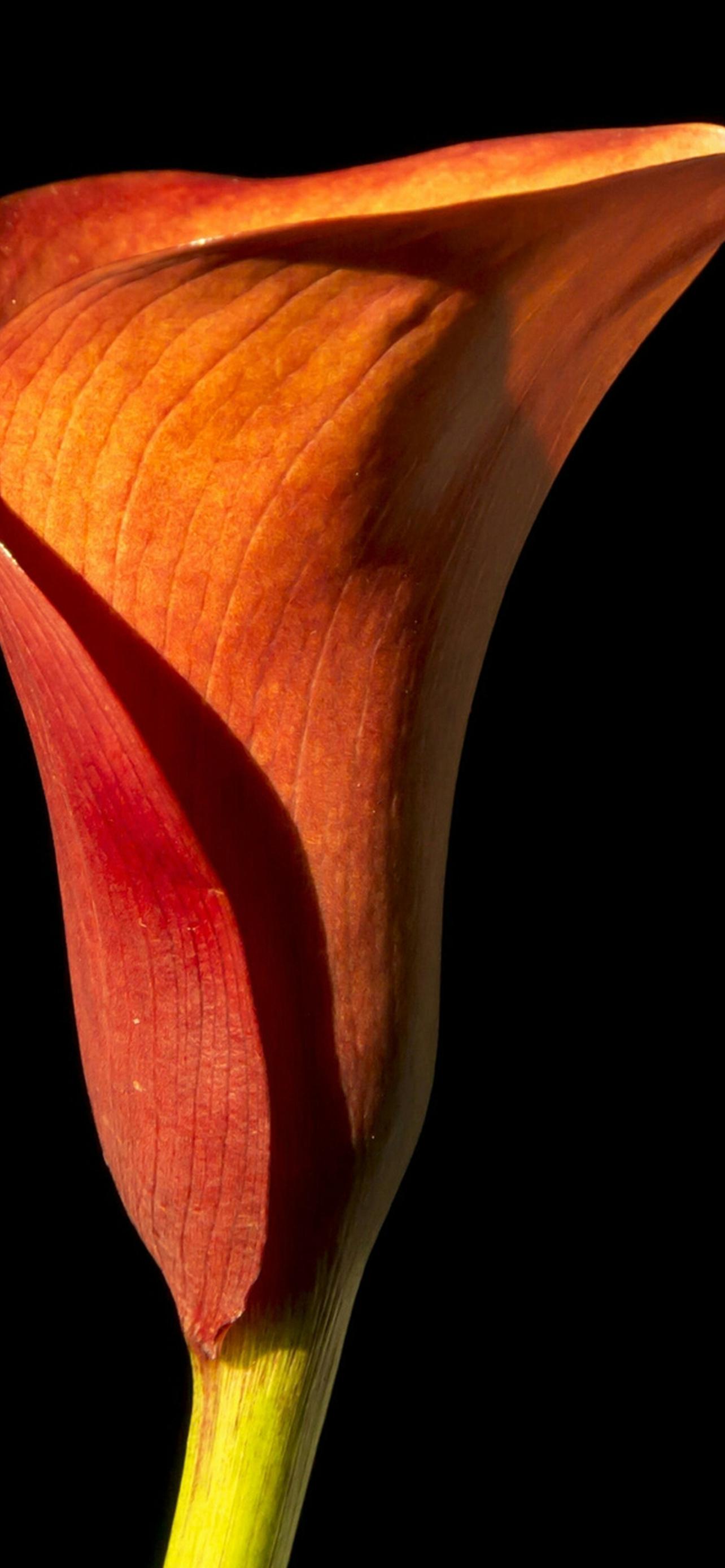 1284x2778  Каллы - Картинка на телефон / Обои на рабочий стол №1241822