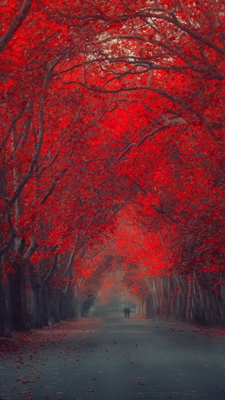 750x1334 ↑↑ НАЖМИТЕ И ПОЛУЧИТЕ БЕСПЛАТНО ПРИЛОЖЕНИЕ! Природа Арт Стильные Красные деревья Аллея Мрачные Красивые Мистические Впечатляющие HD… | Iphone wallpaper fall 