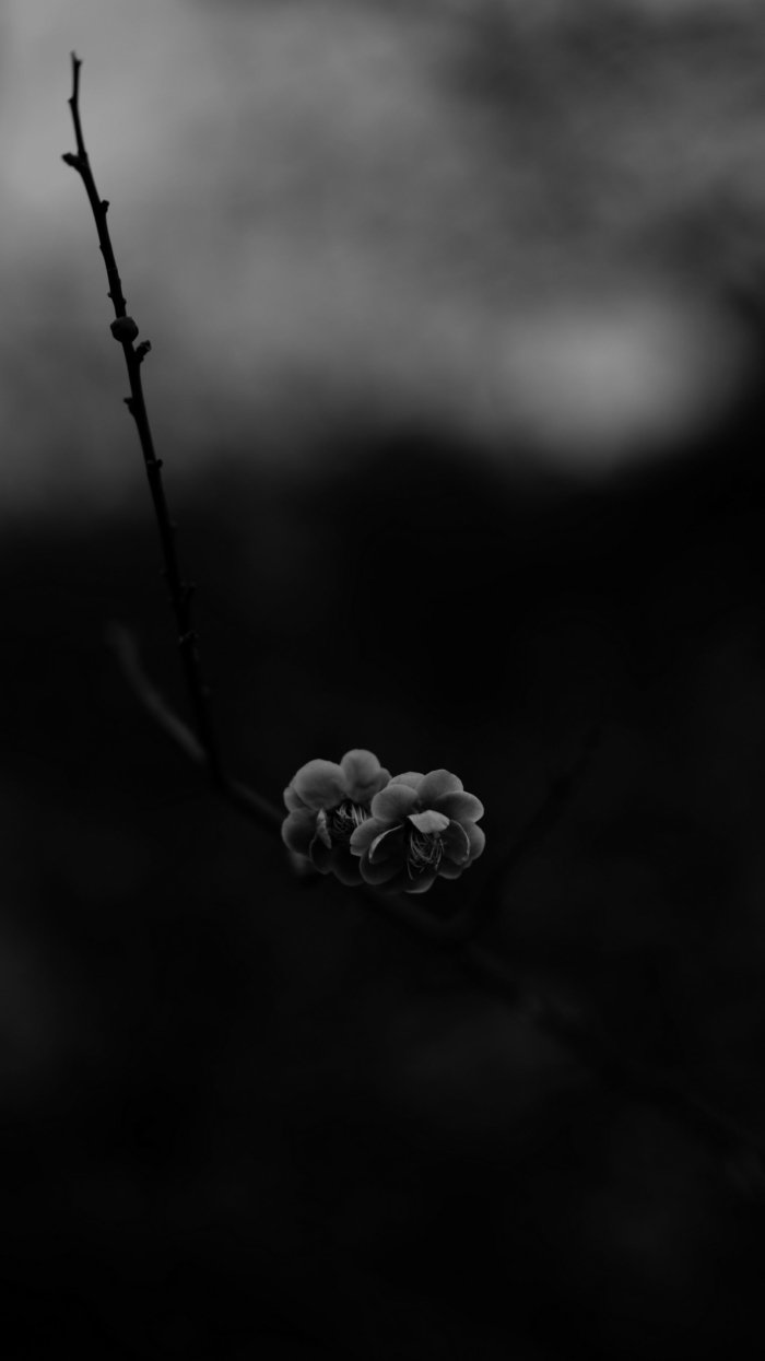 700x1245  Чёрные обои для вашего телефона. 100 красивых тёмных фонов