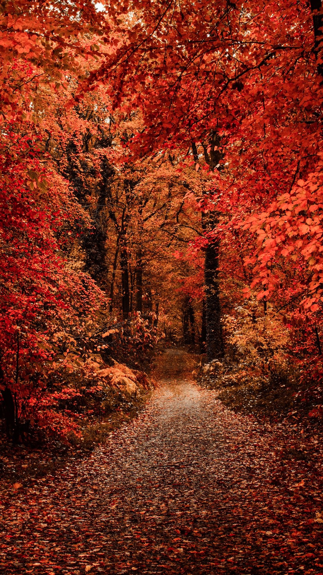 1080x1920  Осень обои для Андроид Full HD, лучшие 1080x1920 заставки на телефон |  Akspic