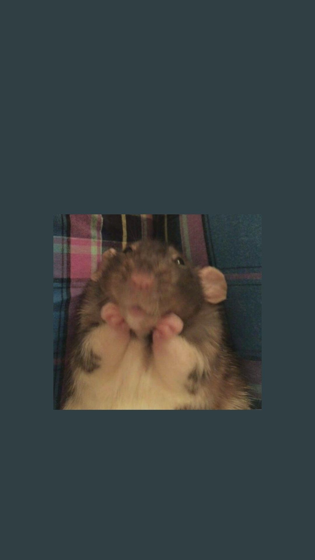 1080x1920  Крыса 🐀🥰 | Фотографии профиля, Летние фотографии природы, Фоновые узоры