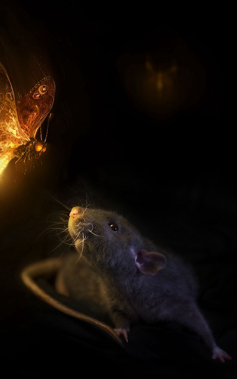 800x1280  Скачать 800x1280 мышь, бабочки, черный фон, крыса обои, картинки samsung  galaxy note gt-n7000, meizu mx2