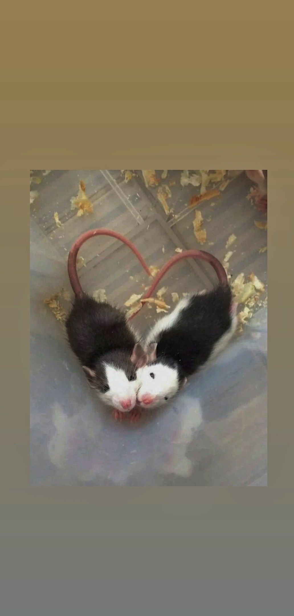 1032x2160  Пин от пользователя yaanulaa на доске обои | Домашние крысы, Хорьки, Обои