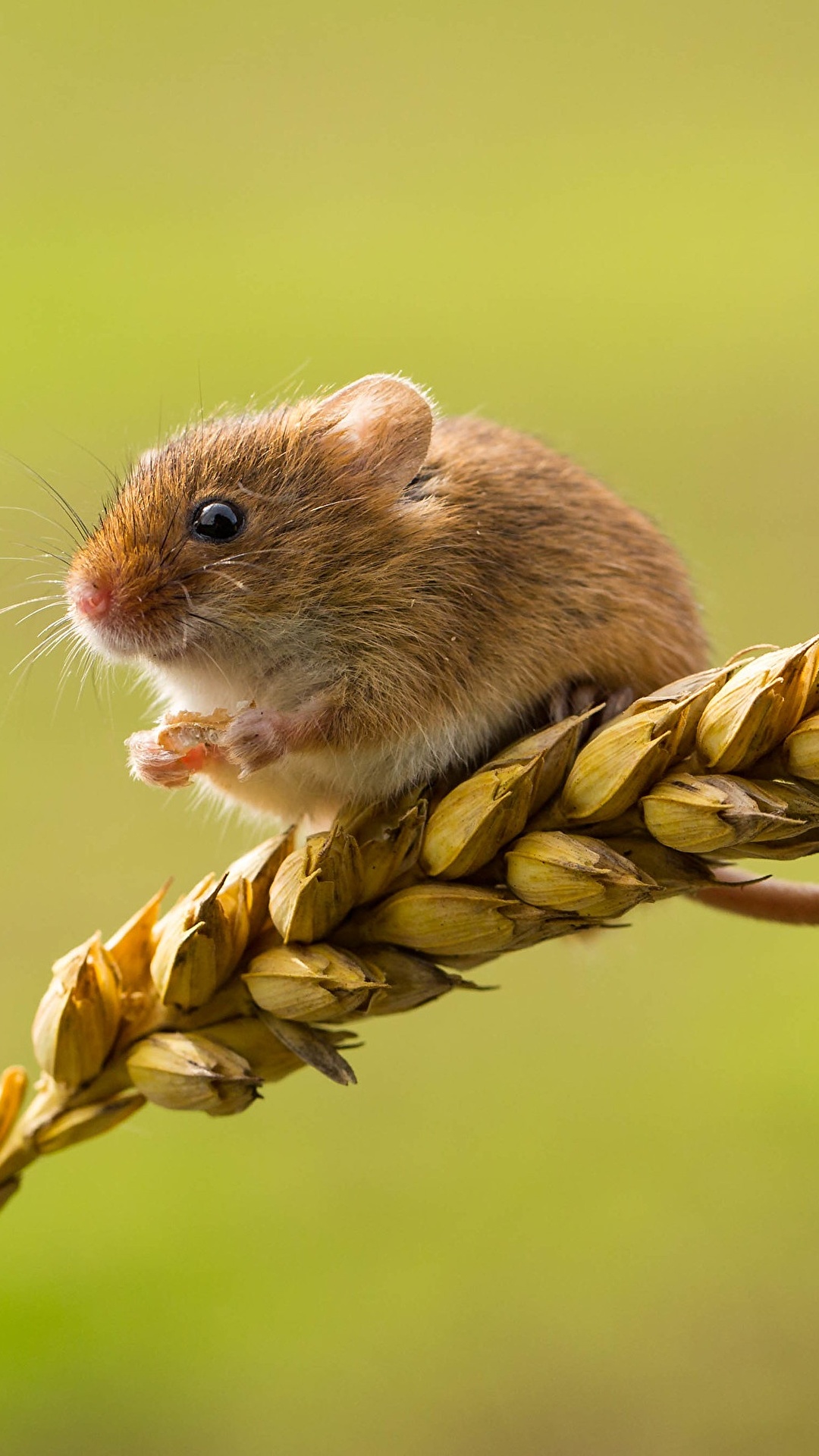 1080x1920  Обои для рабочего стола Мыши harvest mouse Колос животное 1080x1920