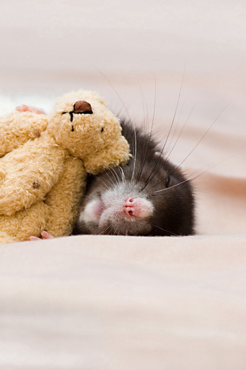 800x1200  Скачать 800x1200 крыса, игрушка, сон, грызун обои, картинки iphone 4s/4 for  parallax