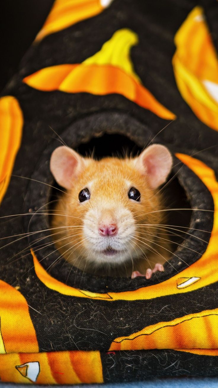 736x1308  сирийский хомяк, хомяк, грызун, животное обои в 2023 г | Животные, Хомяк,  Обои