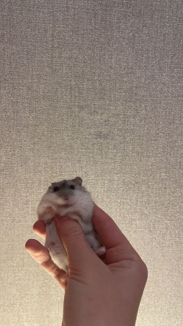 736x1308  Cᴜᴛᴇ ʜᴀᴍsᴛᴇʀ🐹🤙Обои с Микки🖇 | Обои, Обои для телефона