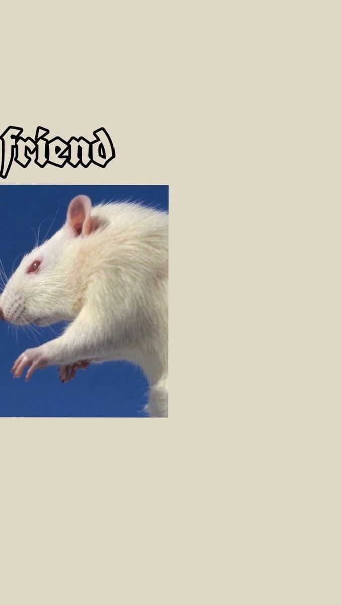 676x1200  Идеи на тему «Парные авы» (7) | веселые обои, покраска обоев, обои