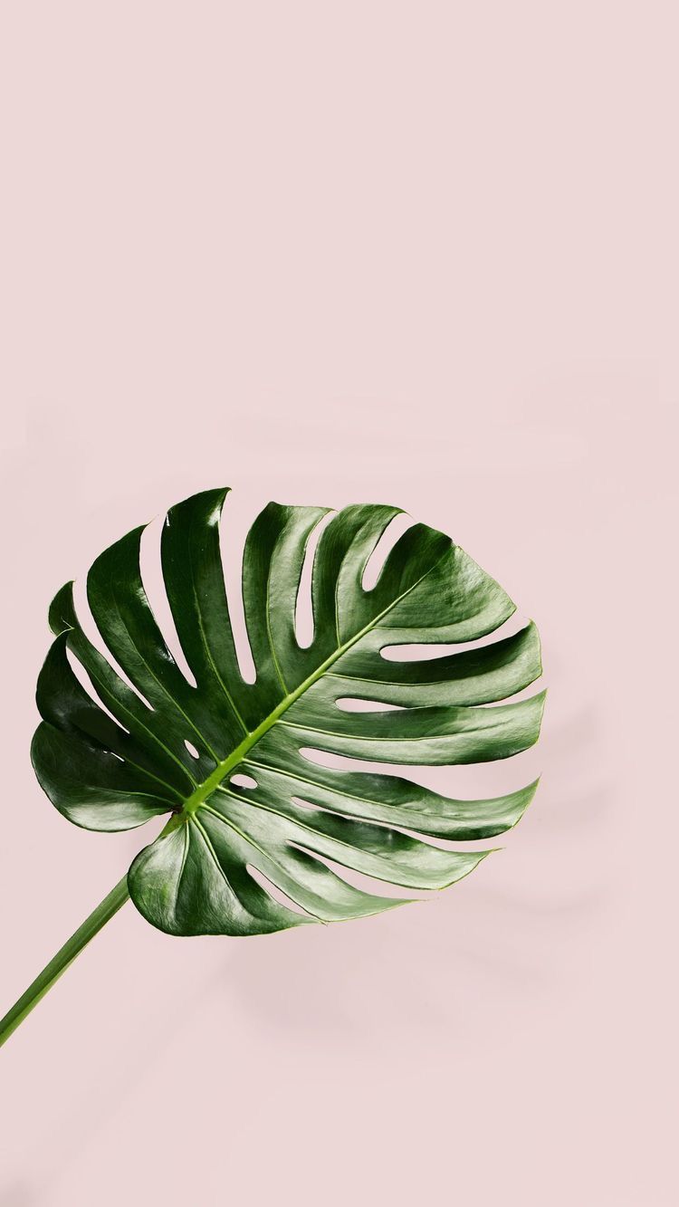 750x1333  Monstera leaf ✨ Check out my other boards for more wallpapers~ | Fondo de  plantas, Fondos de cuadros, Fondo de pantalla de hojas