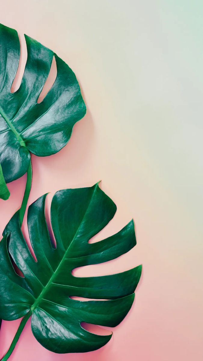675x1200  Monstera leaves fun summer iPhone wallpaper! | Cute summer backgrounds,  Cute summer wallpapers, Summer wallpaper