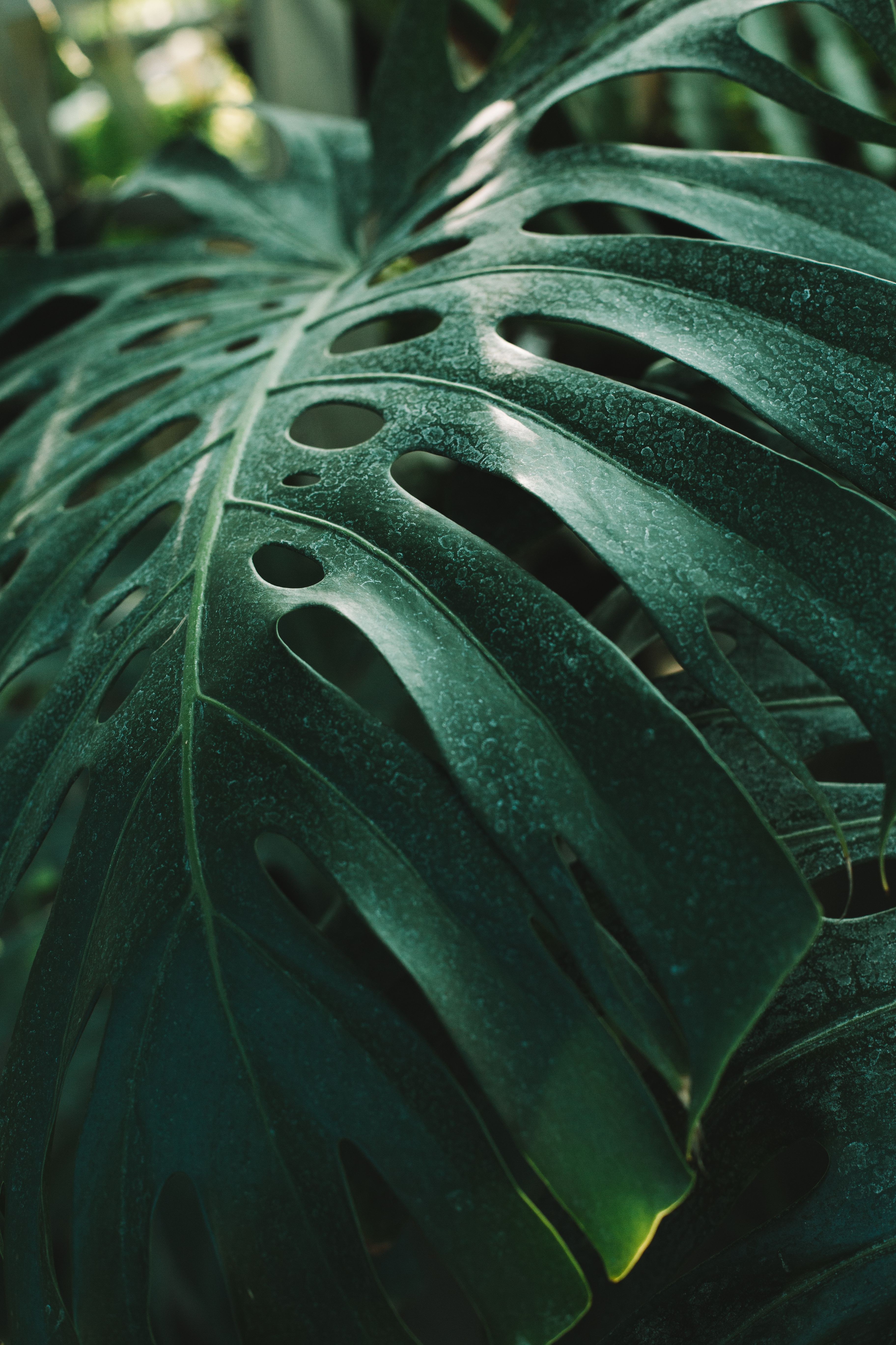 3648x5472  Download \"Monstera\" wallpapers for mobile phone, free \"Monstera\" HD pictures