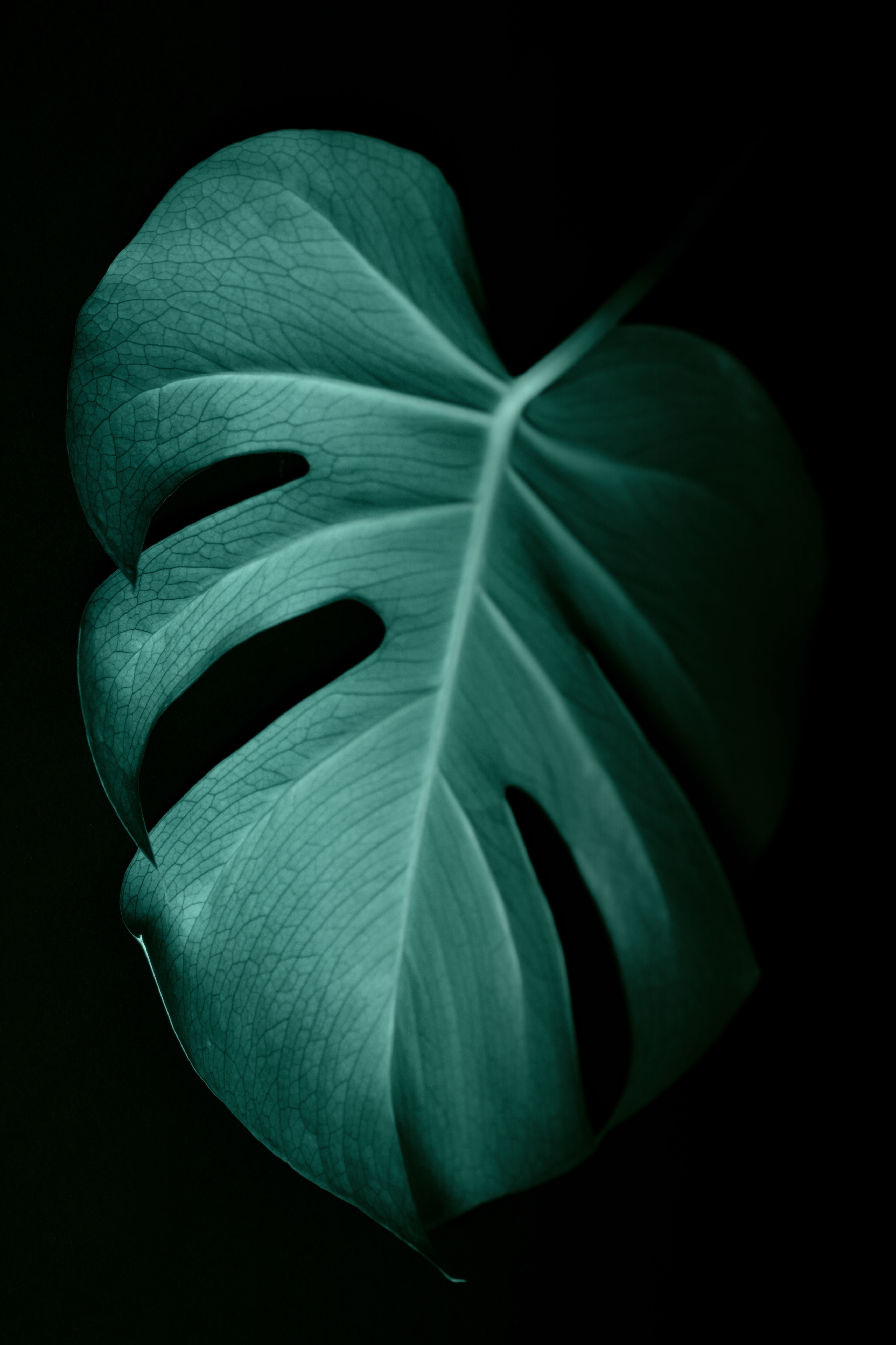 3456x5184  Download \"Monstera\" wallpapers for mobile phone, free \"Monstera\" HD pictures