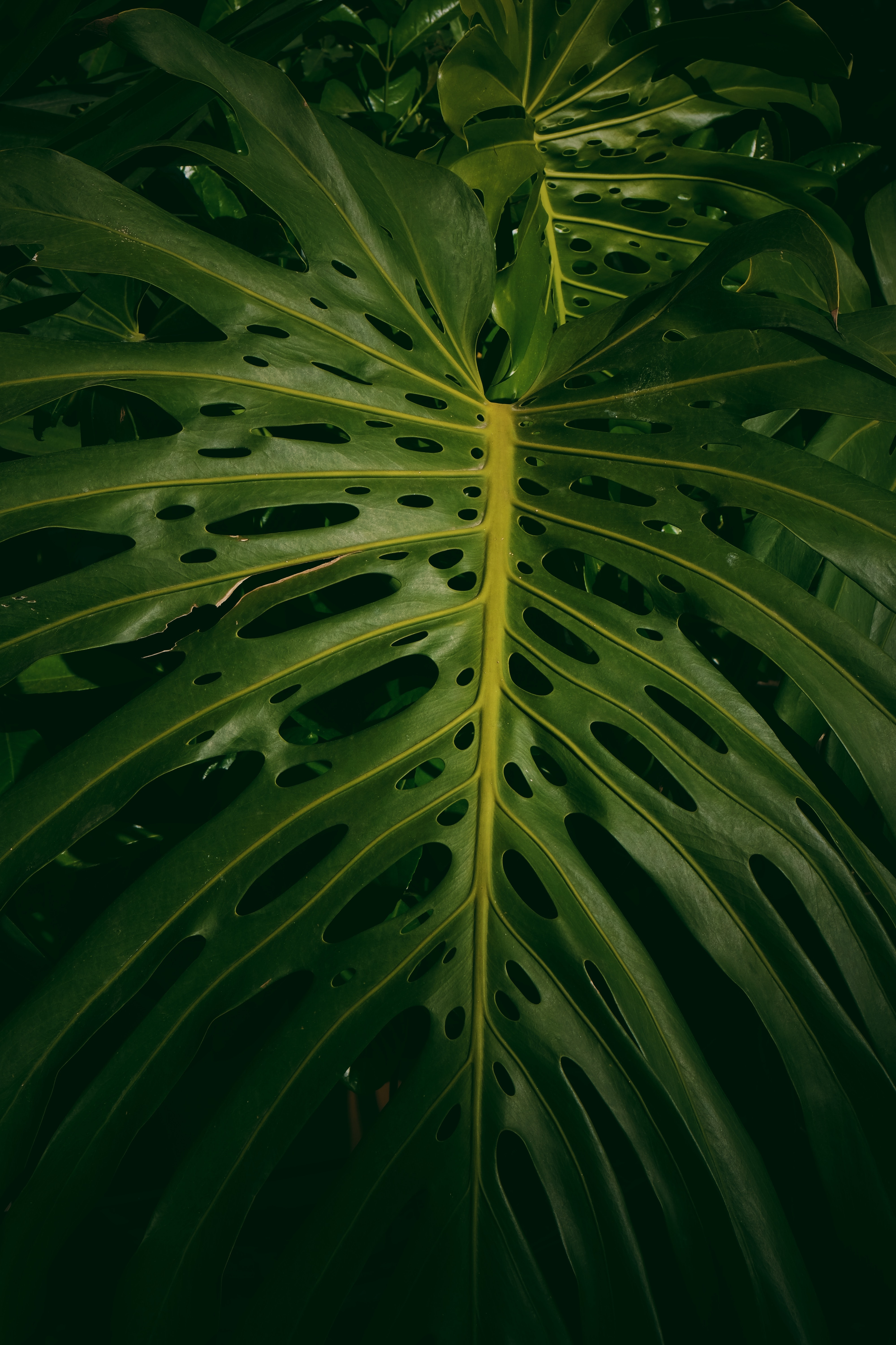 4000x6000  Download \"Monstera\" wallpapers for mobile phone, free \"Monstera\" HD pictures