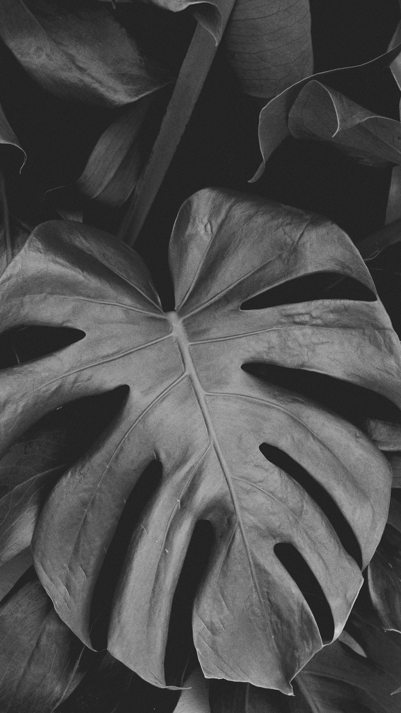 1350x2400  Скачать 1350x2400 монстера, листья, чб, растение обои, картинки iphone  8+/7+/6s+/6+ for parallax