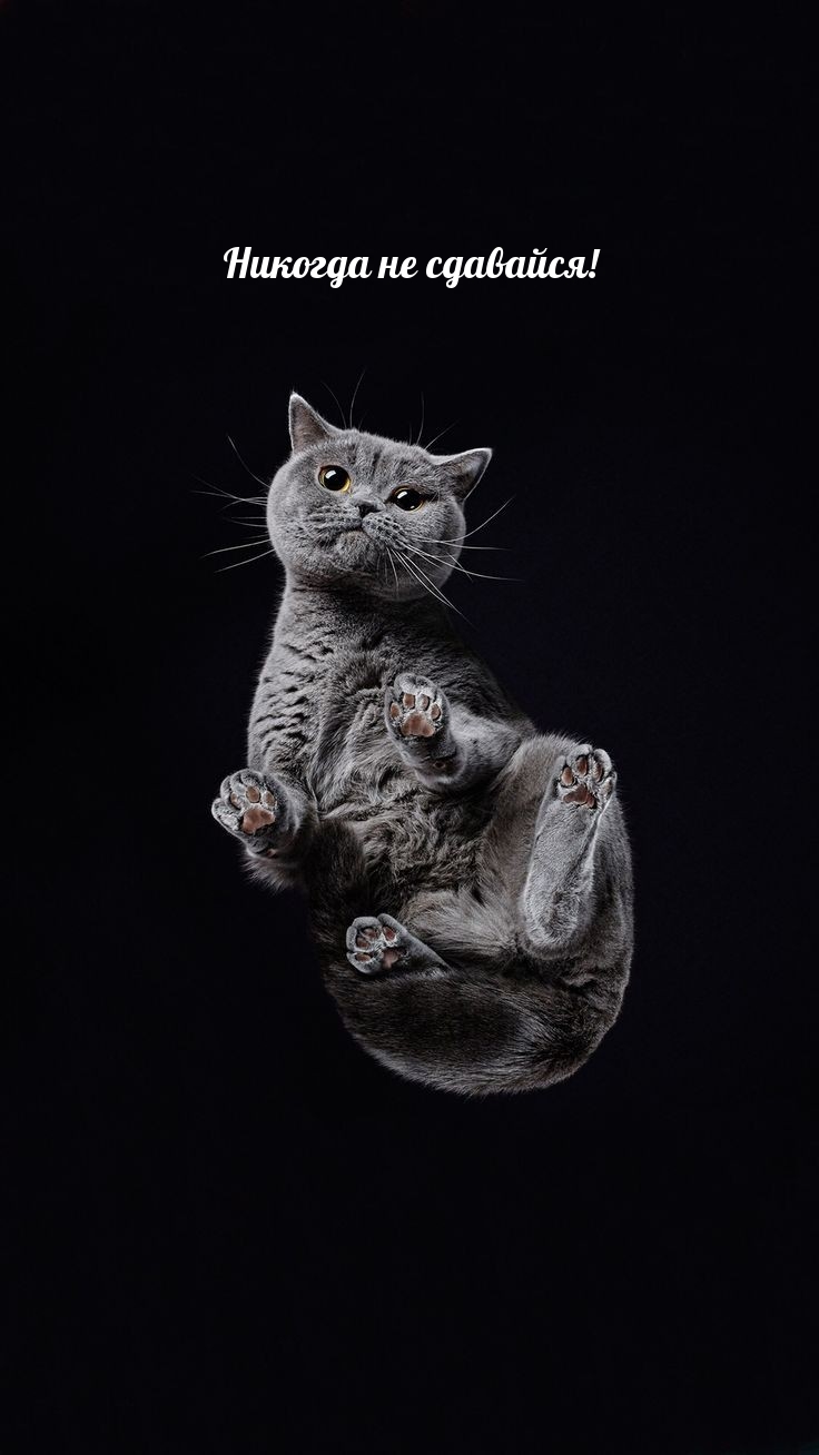 736x1308  Пин от пользователя As Sa на доске обои | Мотивационные картинки, Фото  цитаты, Мотивирующие цитаты