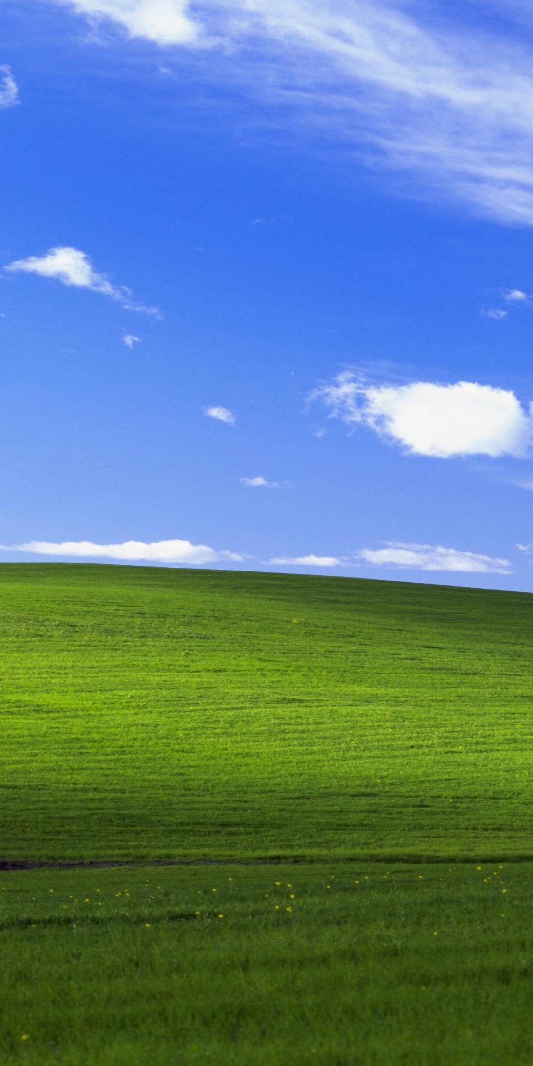 1080x2160  Windows XP Vibes: r/iphonewallpapers