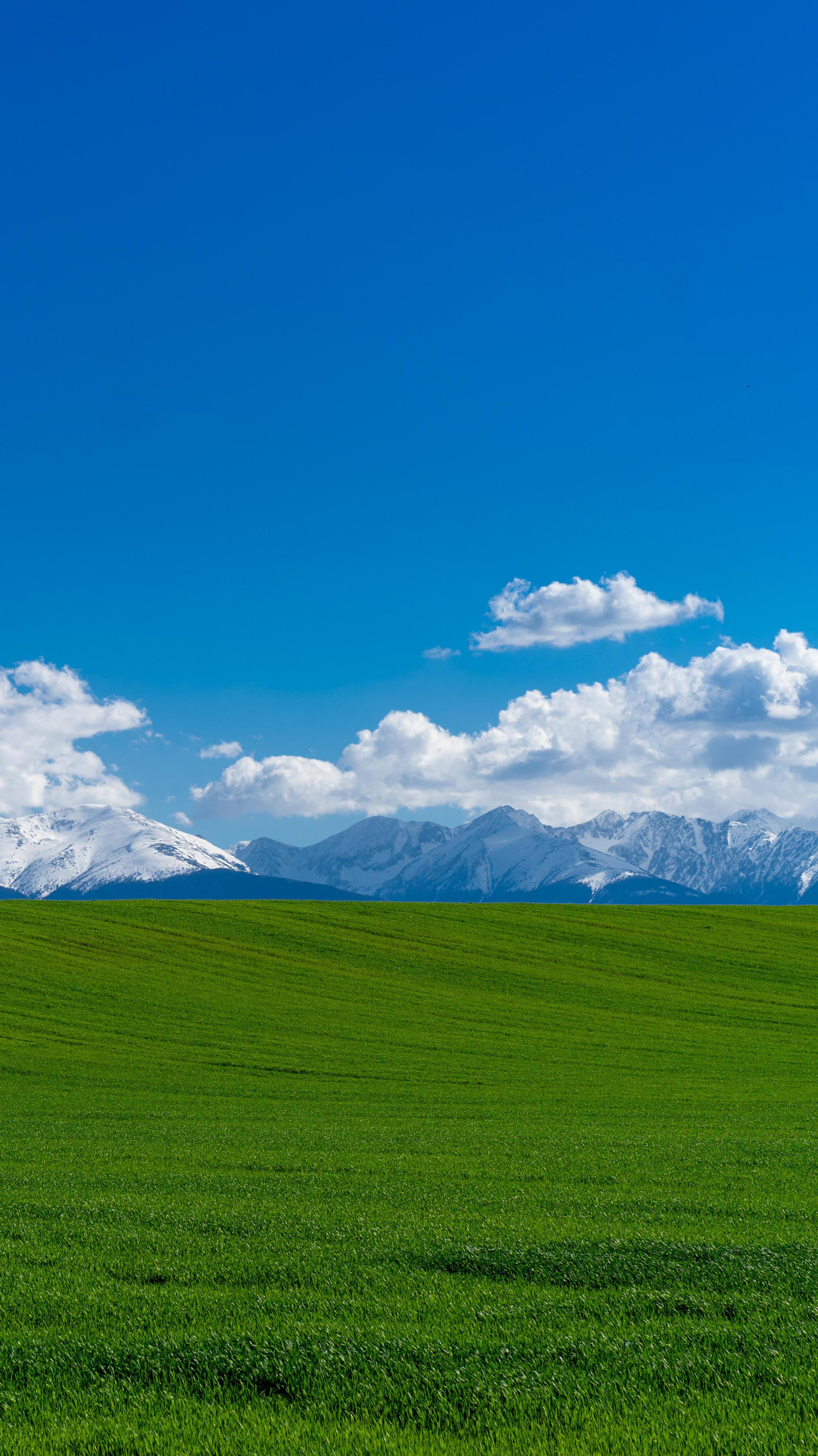2219x3948  Обои Windows 11, bliss, Microsoft, Windows XP, 4K, OS #23533