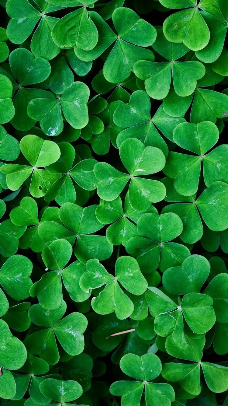 750x1334  Скачать бесплатно зеленые обои на телефон - сборник