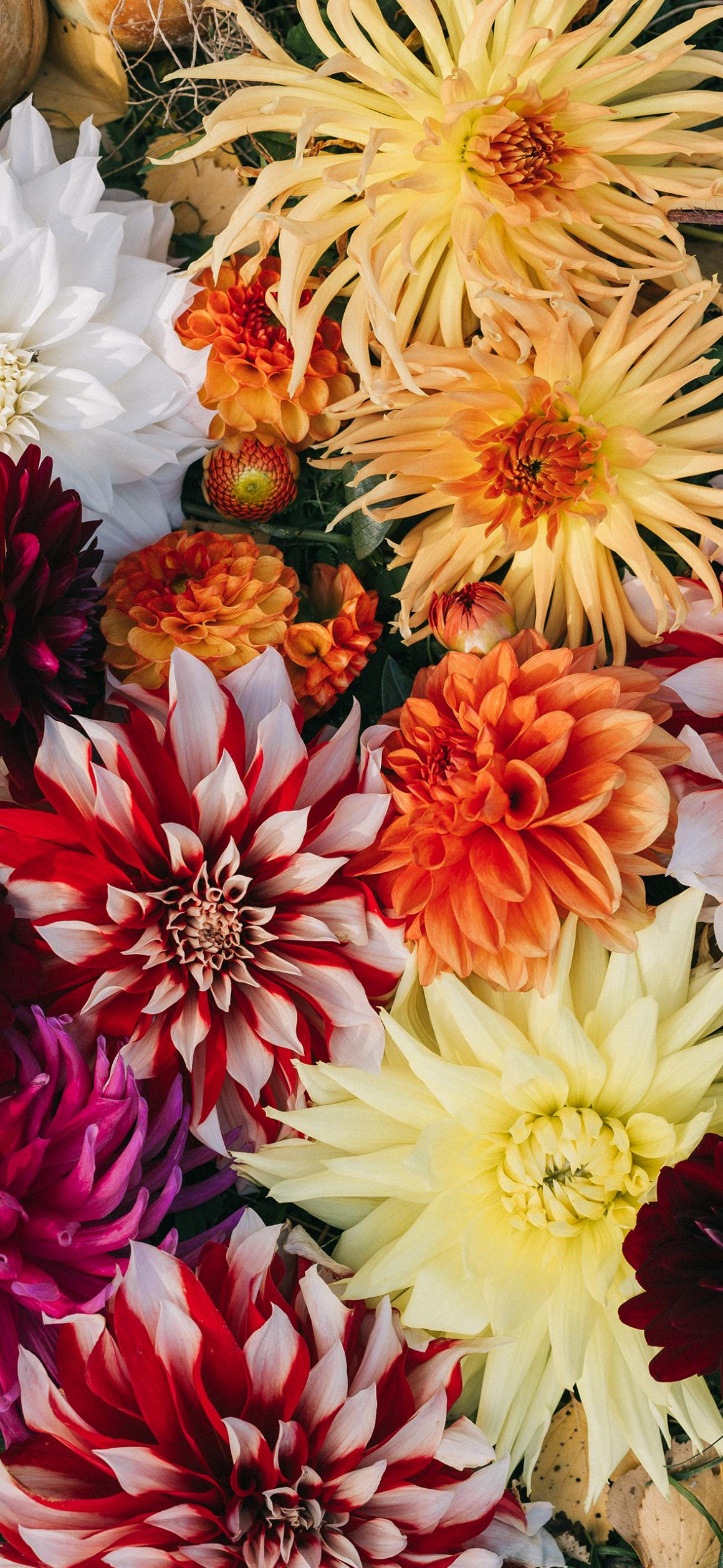 1160x2515  Обои на телефон: осень 2023