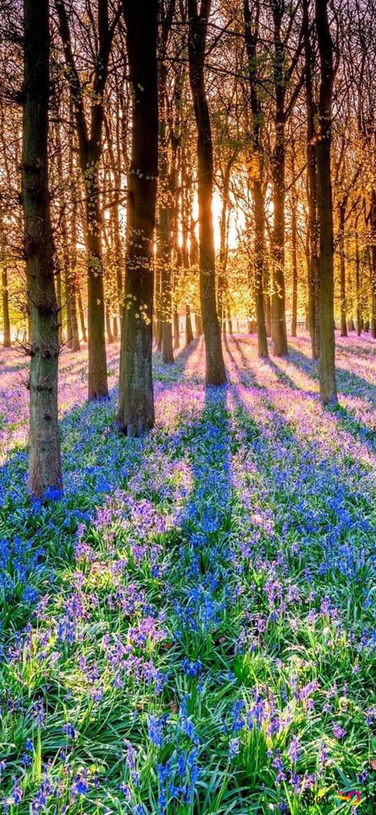 1284x2778  240x320 цветы обои на телефон [6+ изображений]