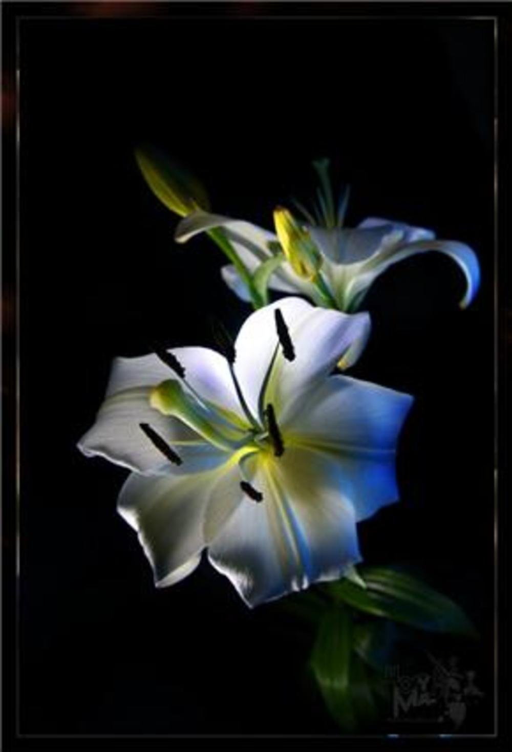 1000x1469  Лилия абстракция - 66 фото